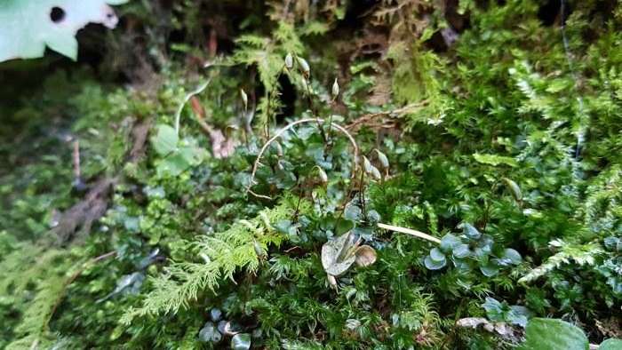 Waldreservat Sand Linthal